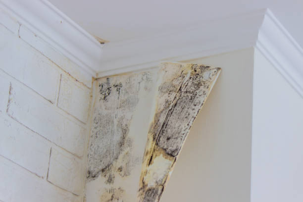 Best Water Damage & Mold Remediation  in Foster Brook, PA